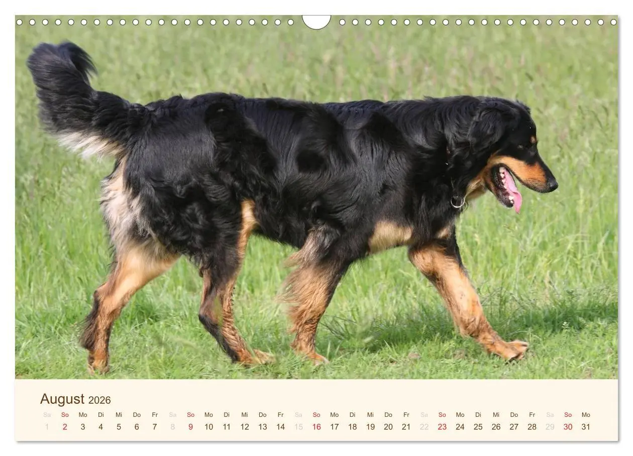 Bild: 9783516186451 | Hovawarte - einmal anders (Wandkalender 2026 DIN A3 quer), CALVENDO...