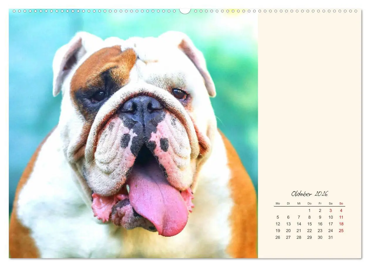 Bild: 9783457456651 | Dicke Freunde. Englische Bulldoggen (hochwertiger Premium...