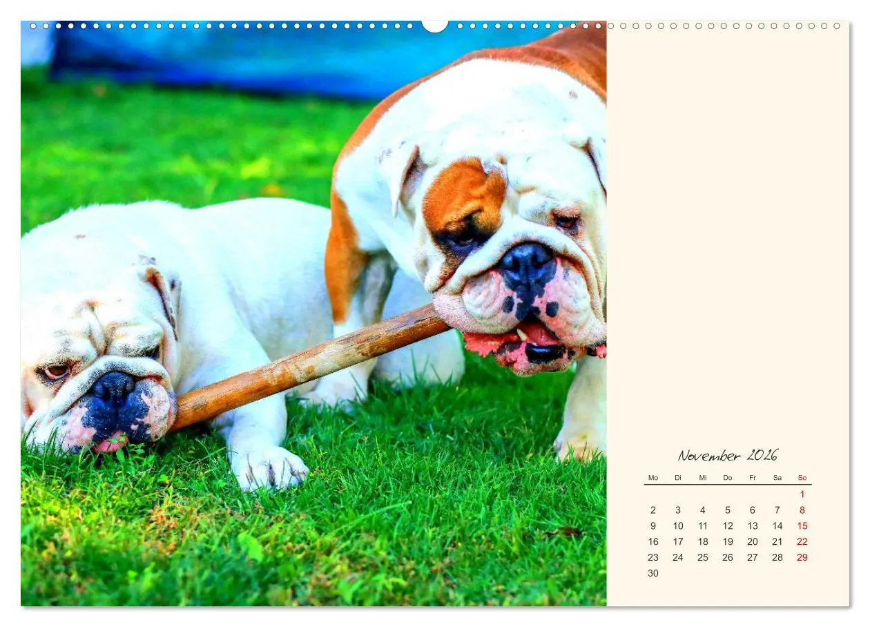 Bild: 9783457456651 | Dicke Freunde. Englische Bulldoggen (hochwertiger Premium...