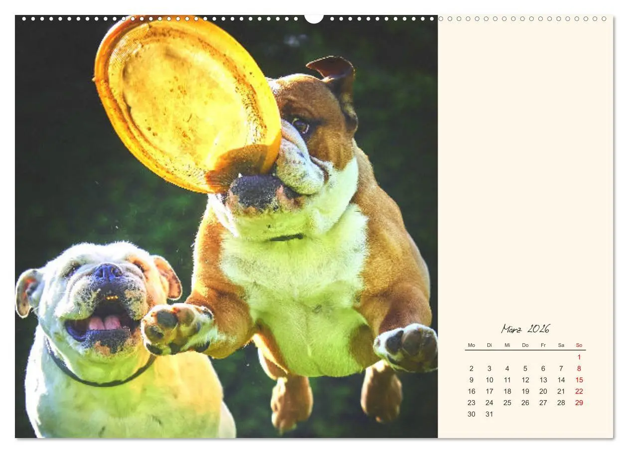 Bild: 9783457456651 | Dicke Freunde. Englische Bulldoggen (hochwertiger Premium...