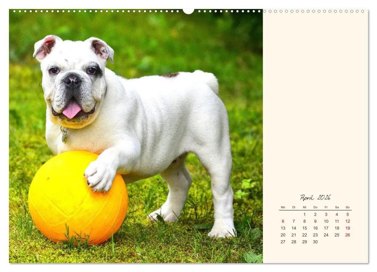Bild: 9783457456651 | Dicke Freunde. Englische Bulldoggen (hochwertiger Premium...