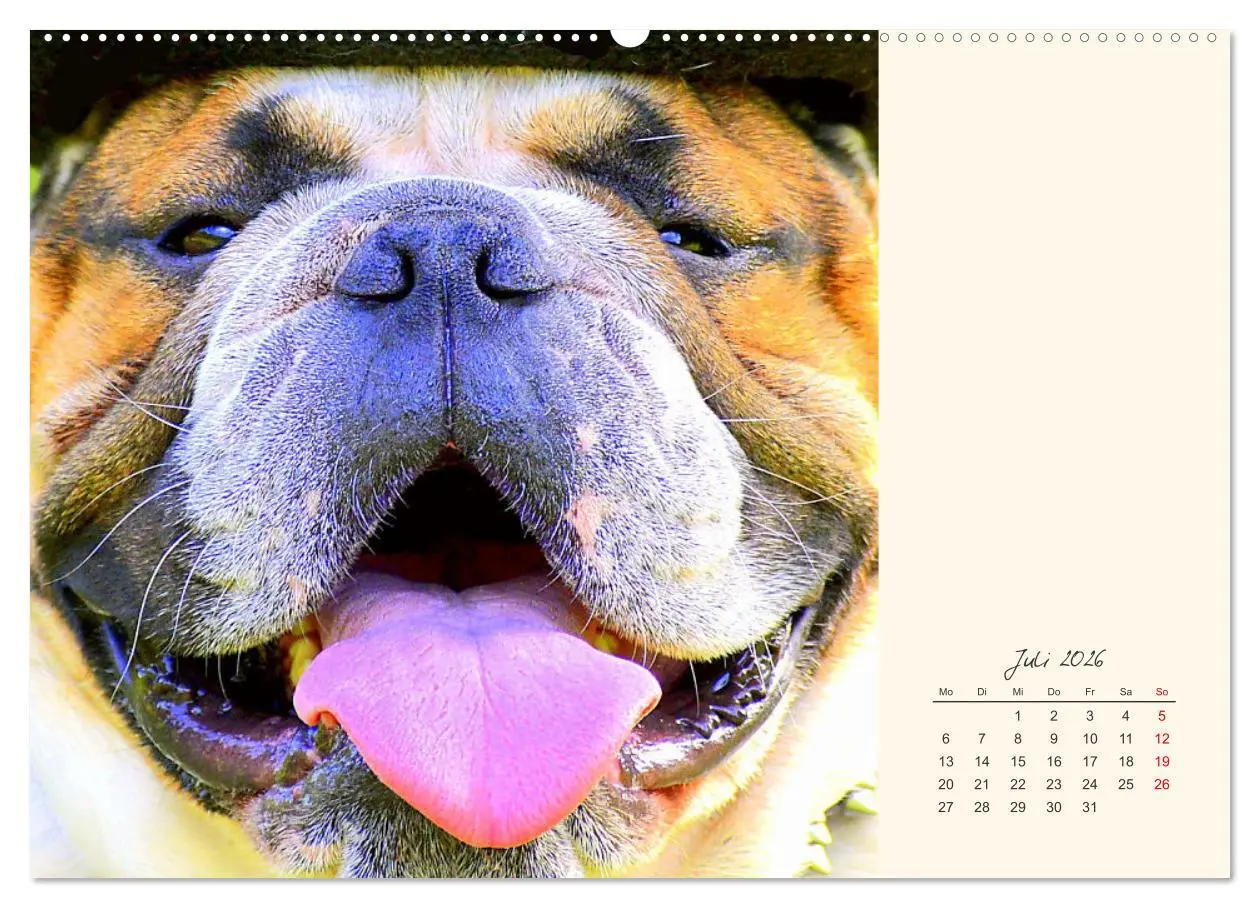 Bild: 9783457456651 | Dicke Freunde. Englische Bulldoggen (hochwertiger Premium...