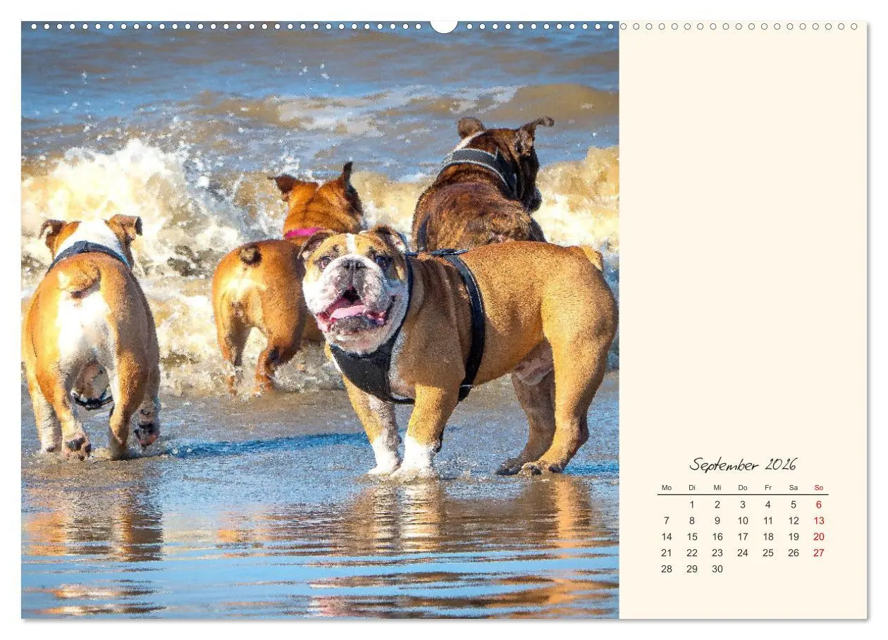 Bild: 9783457456651 | Dicke Freunde. Englische Bulldoggen (hochwertiger Premium...