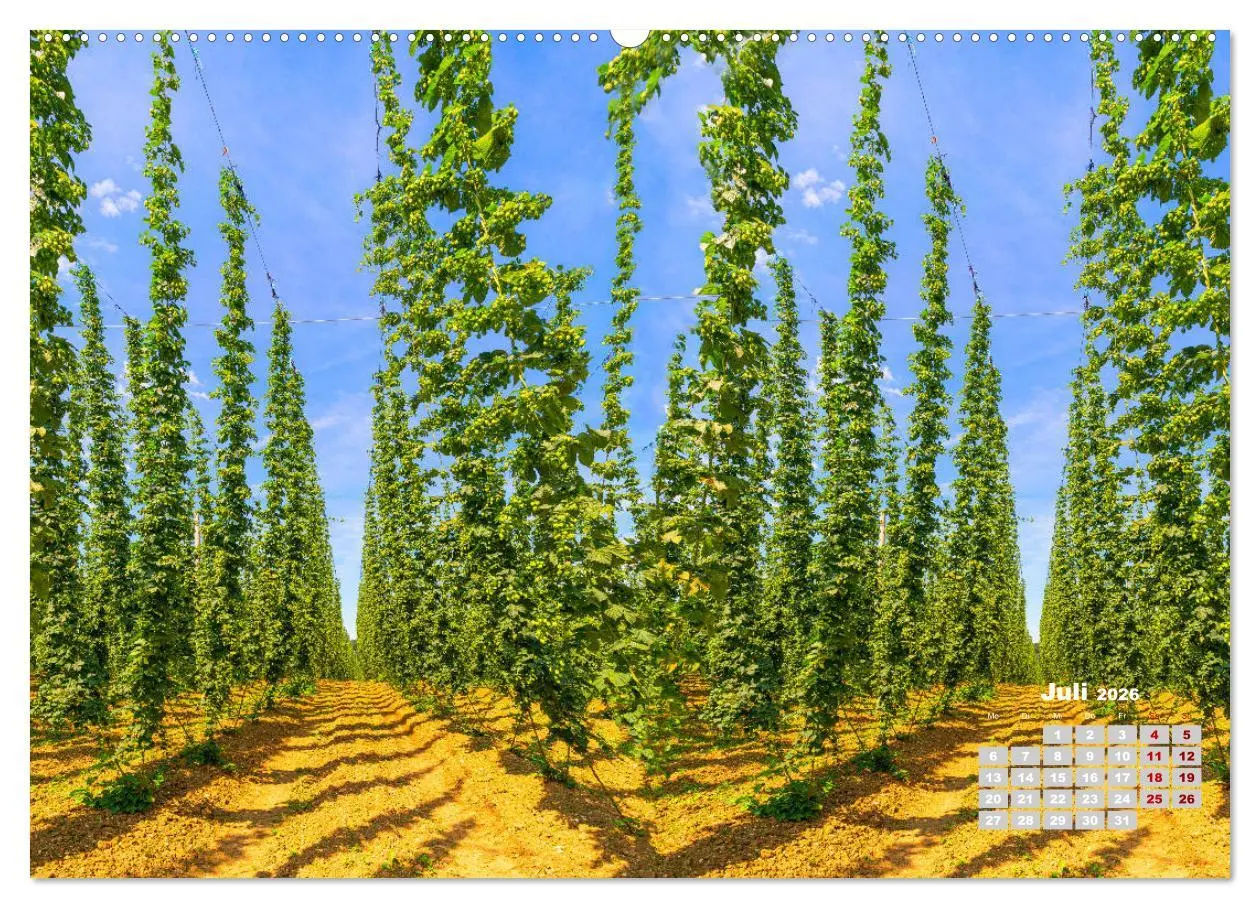 Bild: 9783457686751 | Hopfenland Holledau (hochwertiger Premium Wandkalender 2026 DIN A2...