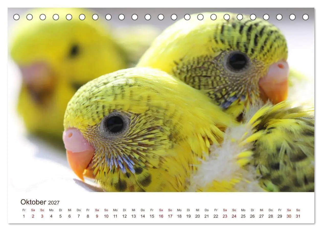Bild: 9783569796751 | Wellensittiche - der NEUE Kalender (Tischkalender 2027 DIN A5...