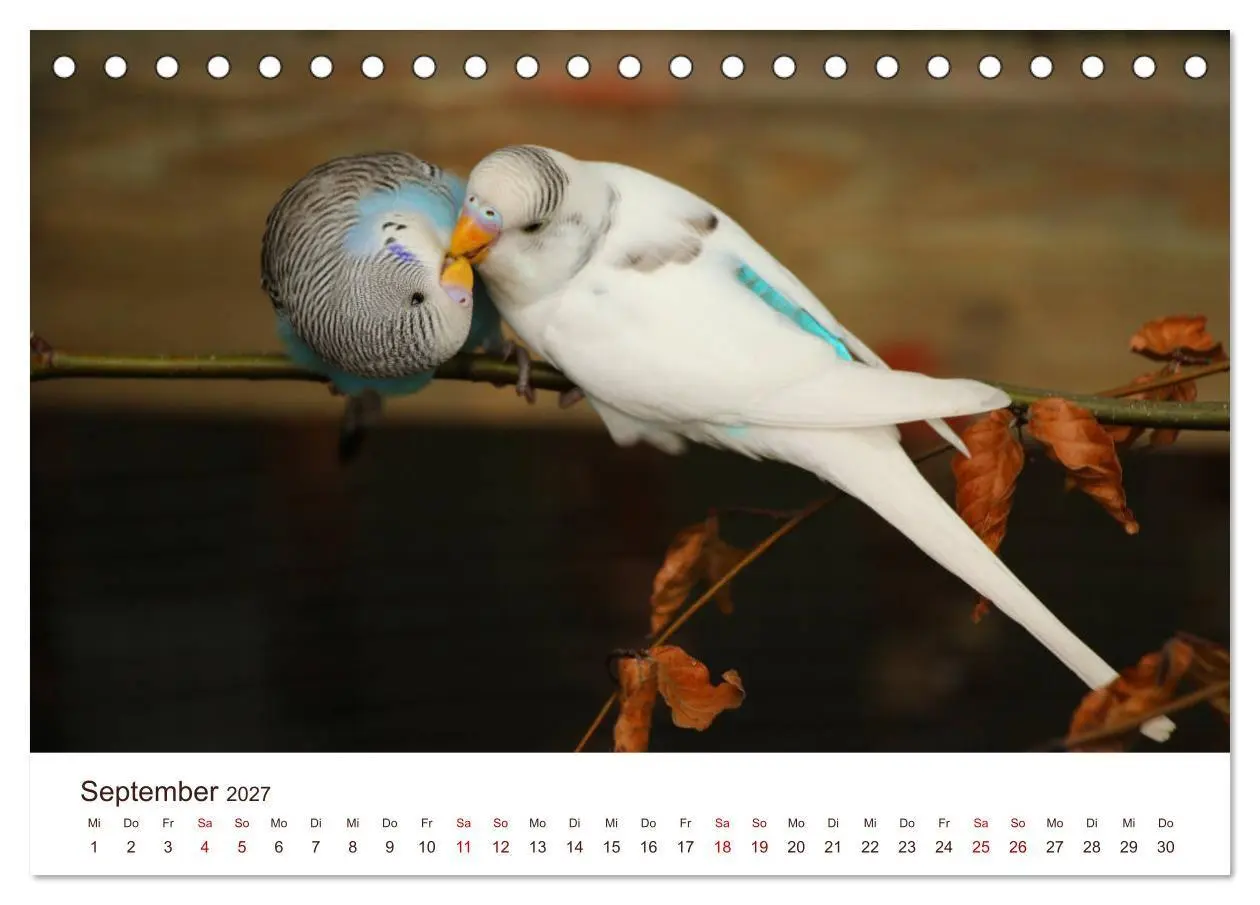 Bild: 9783569796751 | Wellensittiche - der NEUE Kalender (Tischkalender 2027 DIN A5...