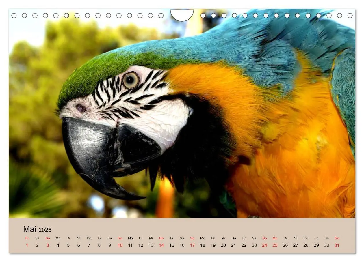 Bild: 9783516146851 | Brasilien. Impressionen (Wandkalender 2026 DIN A4 quer), CALVENDO...