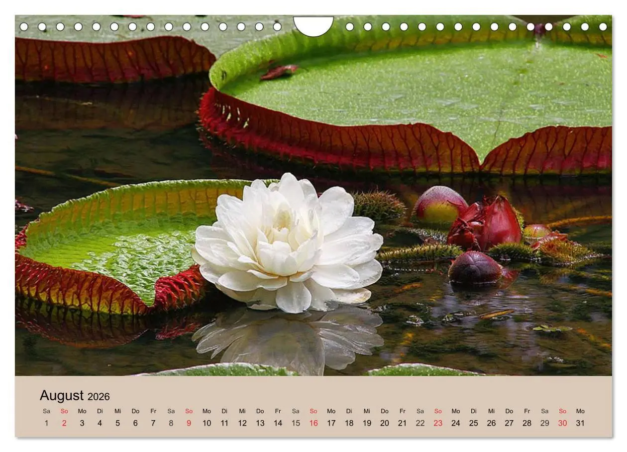 Bild: 9783516146851 | Brasilien. Impressionen (Wandkalender 2026 DIN A4 quer), CALVENDO...