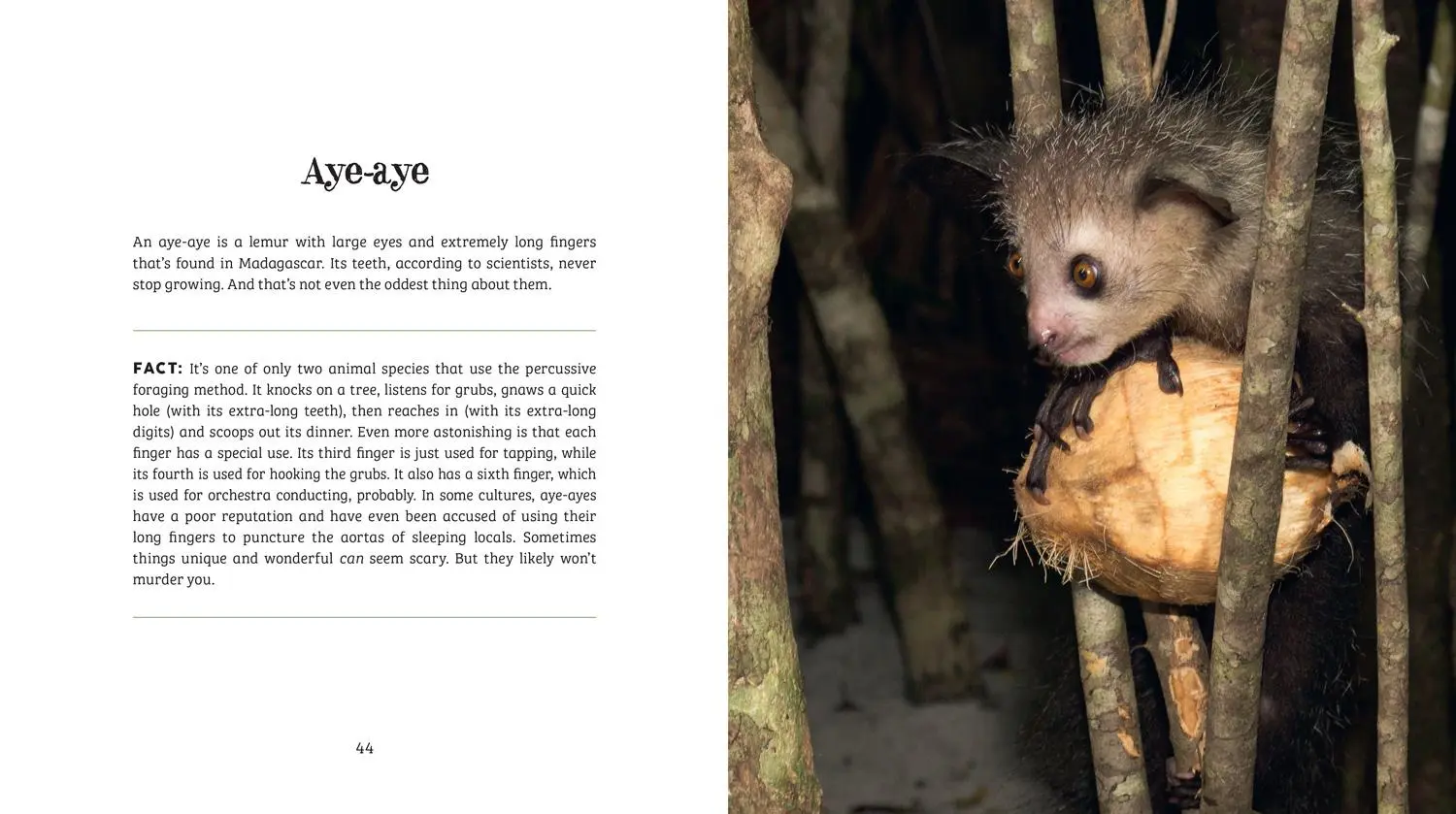 Bild: 9780008527051 | Ugly-Cute | What Misunderstood Animals Can Teach Us about Life | Buch