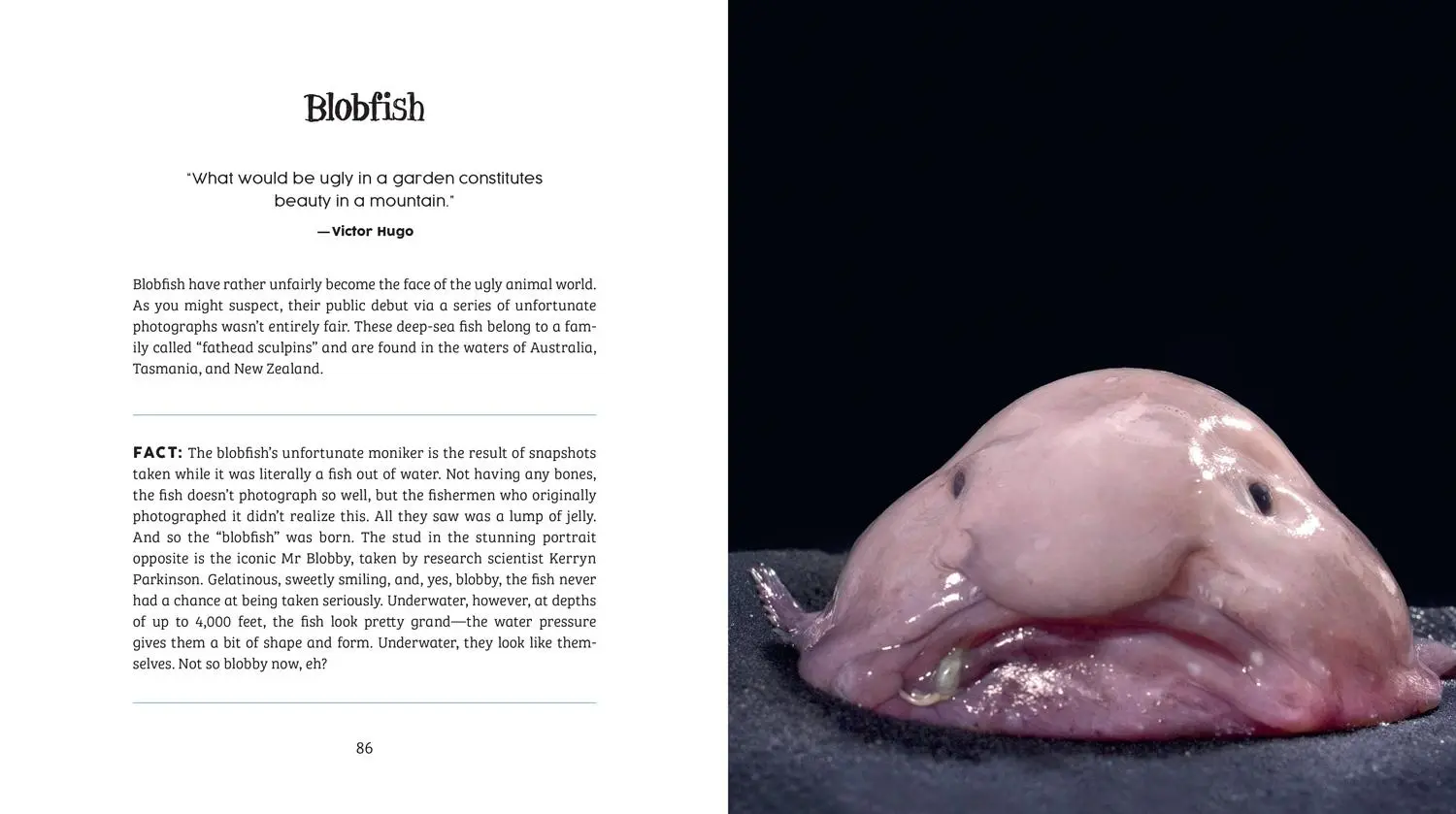 Bild: 9780008527051 | Ugly-Cute | What Misunderstood Animals Can Teach Us about Life | Buch