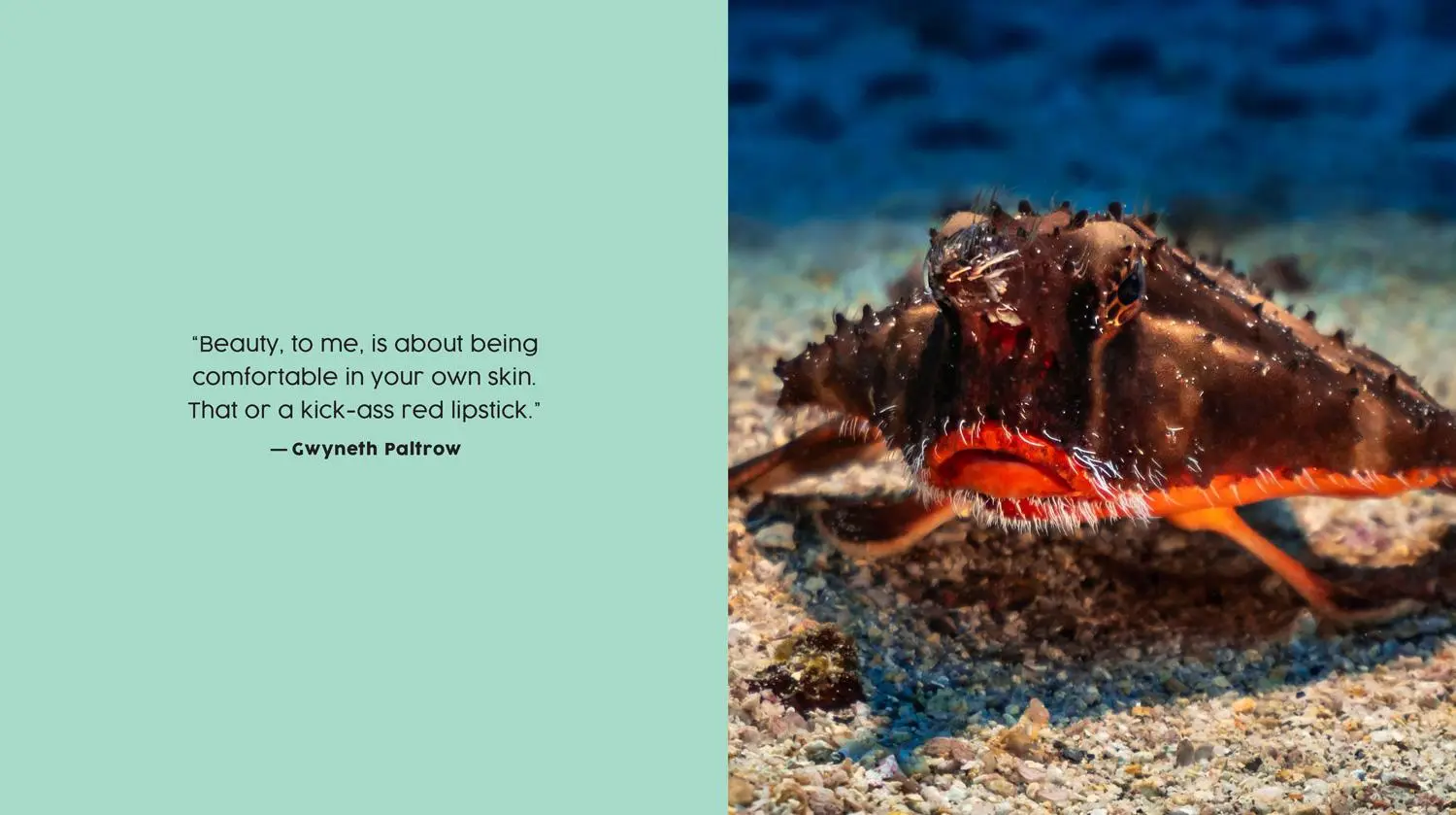 Bild: 9780008527051 | Ugly-Cute | What Misunderstood Animals Can Teach Us about Life | Buch