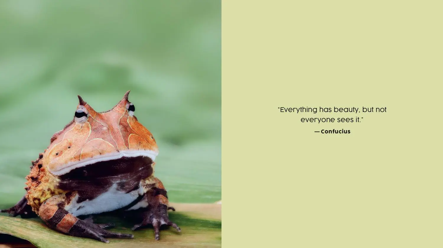 Bild: 9780008527051 | Ugly-Cute | What Misunderstood Animals Can Teach Us about Life | Buch