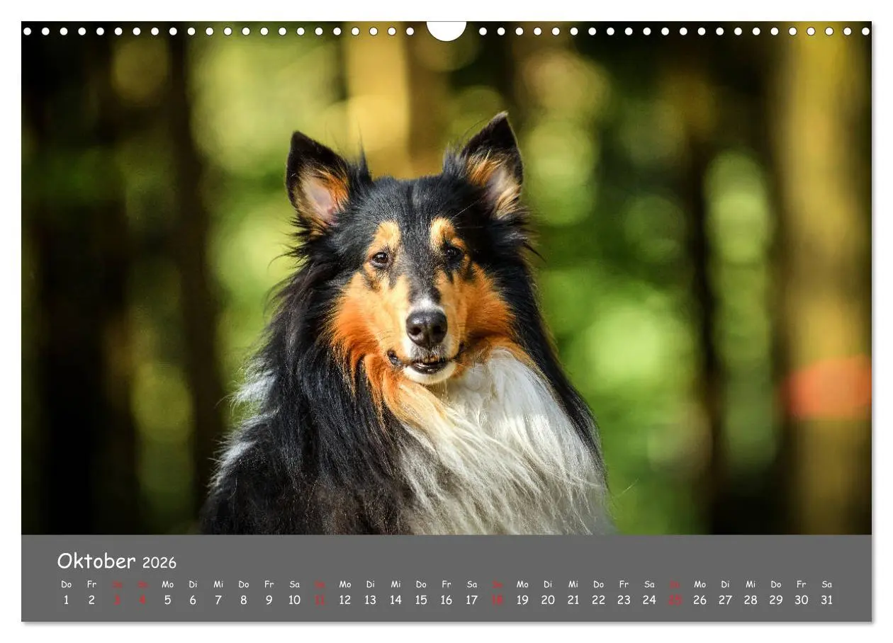 Bild: 9783457937051 | Einmal Collie - immer Collie (Wandkalender 2026 DIN A3 quer),...