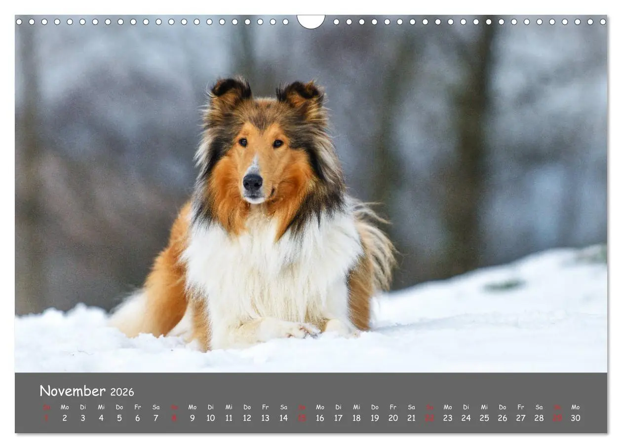 Bild: 9783457937051 | Einmal Collie - immer Collie (Wandkalender 2026 DIN A3 quer),...