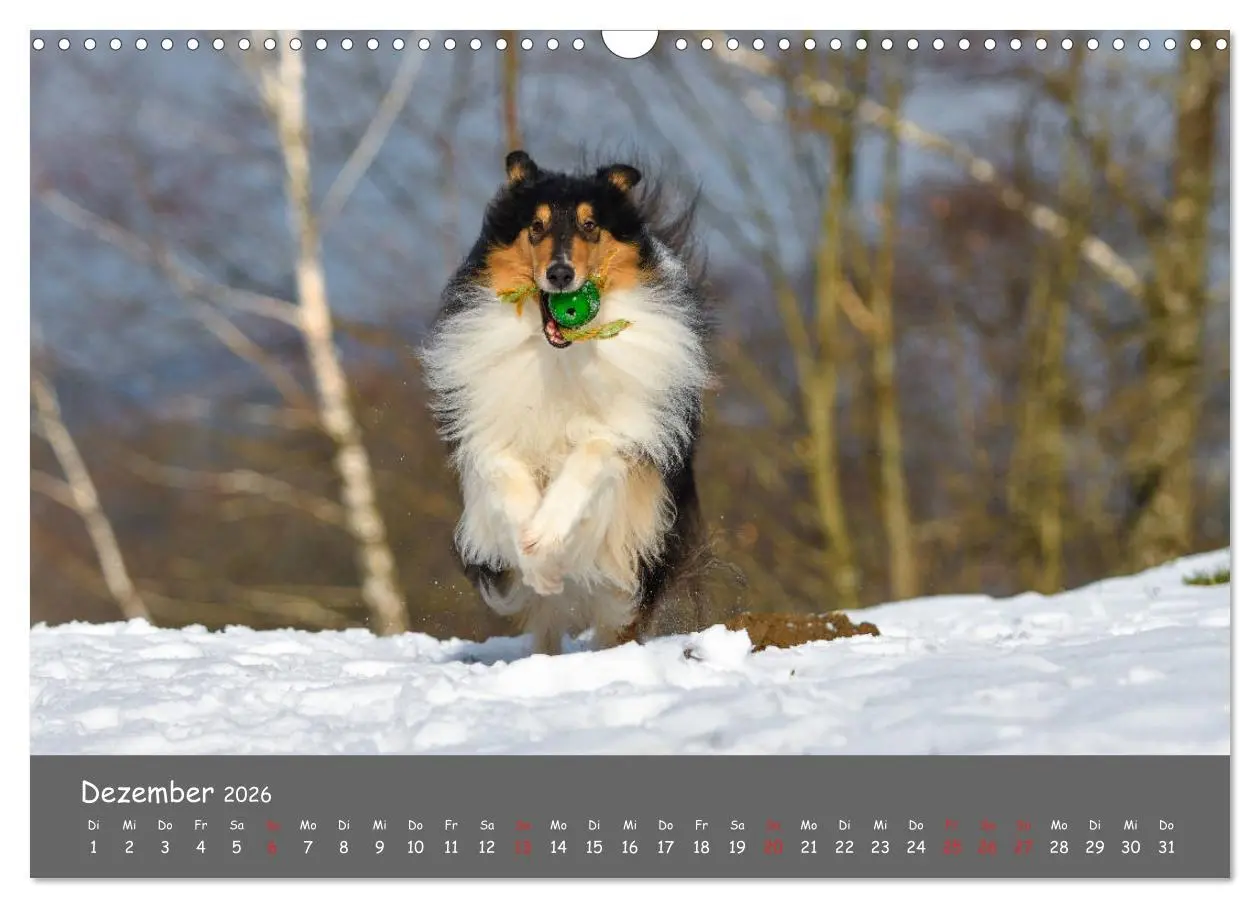 Bild: 9783457937051 | Einmal Collie - immer Collie (Wandkalender 2026 DIN A3 quer),...