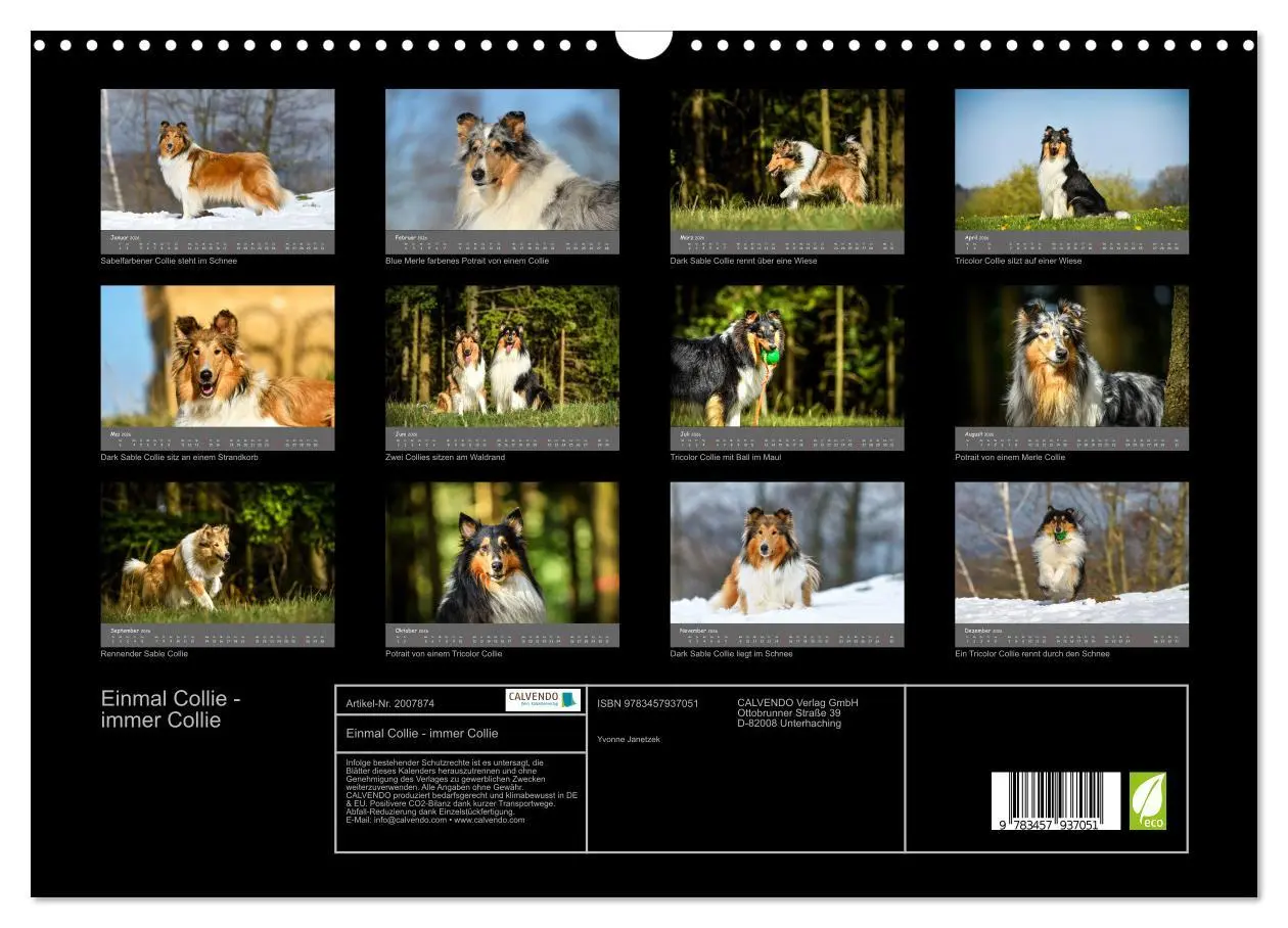 Bild: 9783457937051 | Einmal Collie - immer Collie (Wandkalender 2026 DIN A3 quer),...