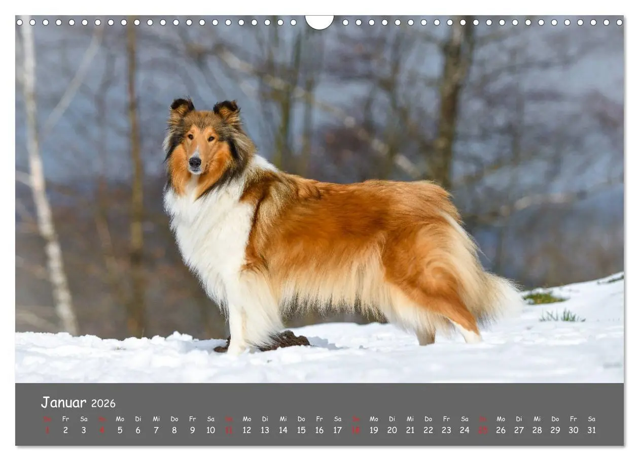 Bild: 9783457937051 | Einmal Collie - immer Collie (Wandkalender 2026 DIN A3 quer),...