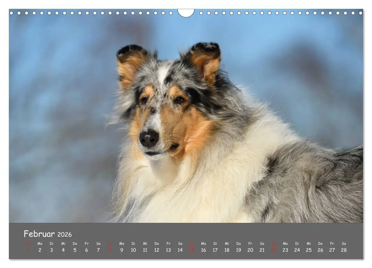 Bild: 9783457937051 | Einmal Collie - immer Collie (Wandkalender 2026 DIN A3 quer),...