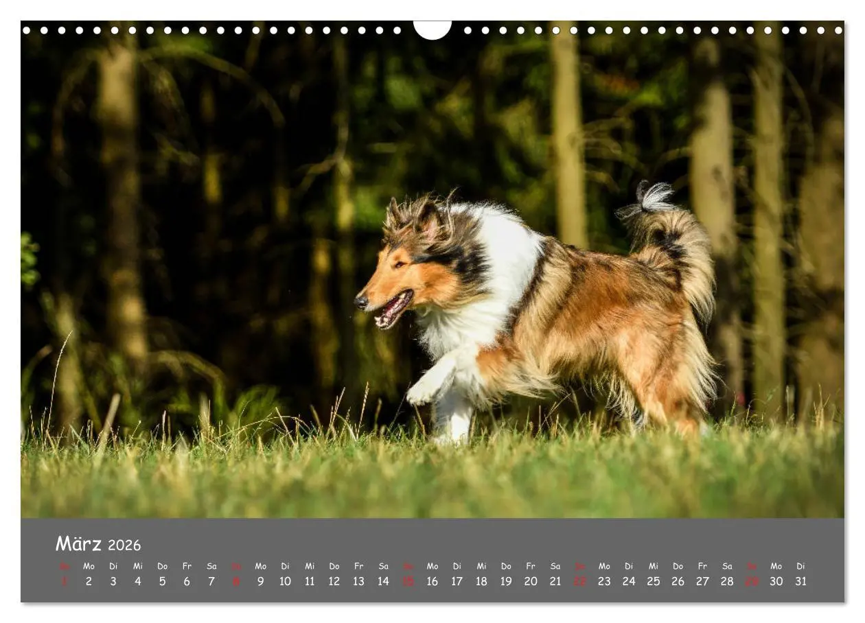 Bild: 9783457937051 | Einmal Collie - immer Collie (Wandkalender 2026 DIN A3 quer),...