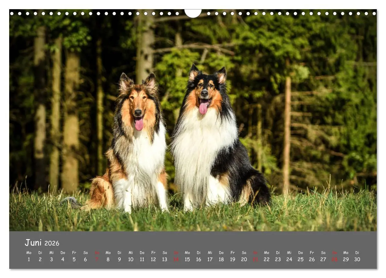 Bild: 9783457937051 | Einmal Collie - immer Collie (Wandkalender 2026 DIN A3 quer),...