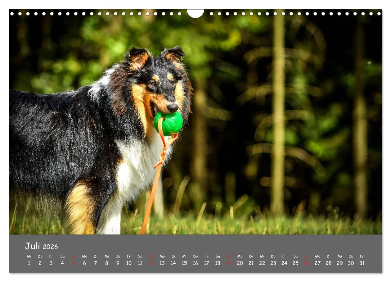 Bild: 9783457937051 | Einmal Collie - immer Collie (Wandkalender 2026 DIN A3 quer),...
