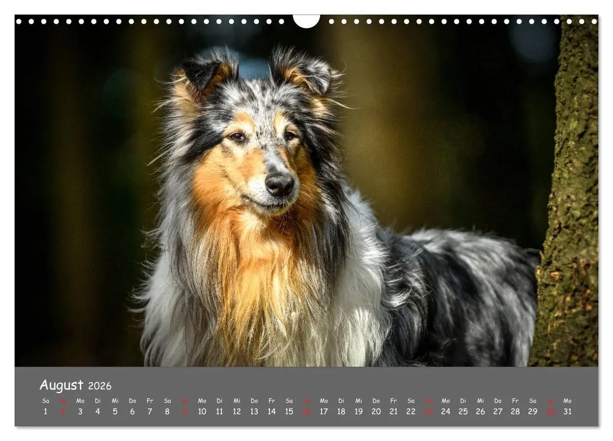 Bild: 9783457937051 | Einmal Collie - immer Collie (Wandkalender 2026 DIN A3 quer),...