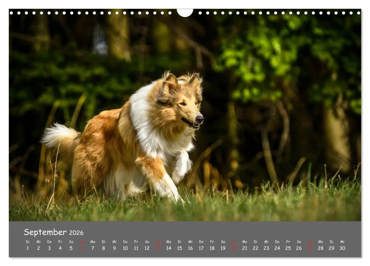 Bild: 9783457937051 | Einmal Collie - immer Collie (Wandkalender 2026 DIN A3 quer),...