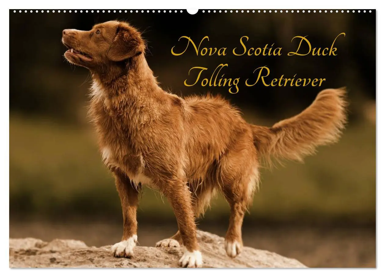 Cover: 9783516027051 | Nova Scotia Duck Tolling Retriever (Wandkalender 2026 DIN A2 quer),...