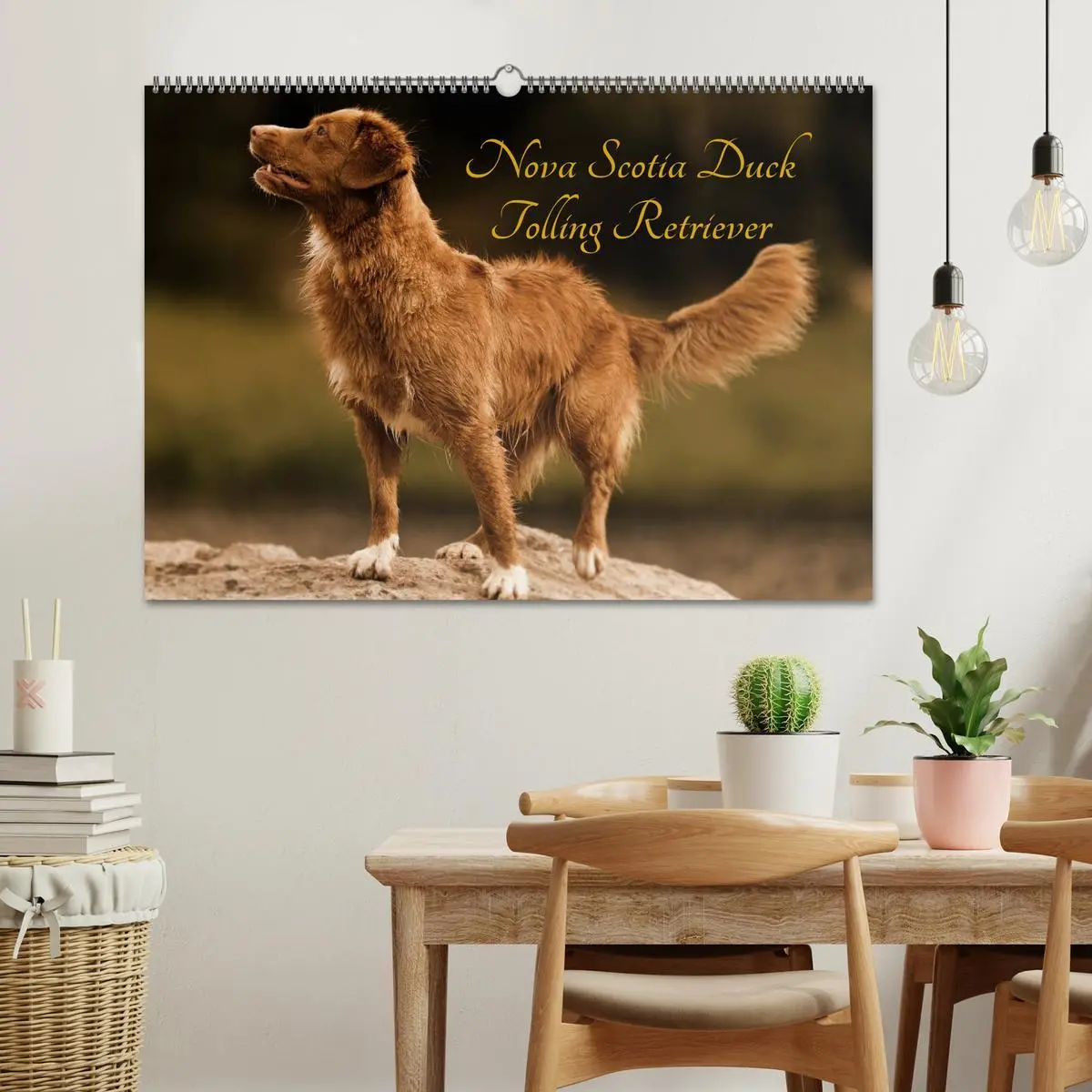 Bild: 9783516027051 | Nova Scotia Duck Tolling Retriever (Wandkalender 2026 DIN A2 quer),...