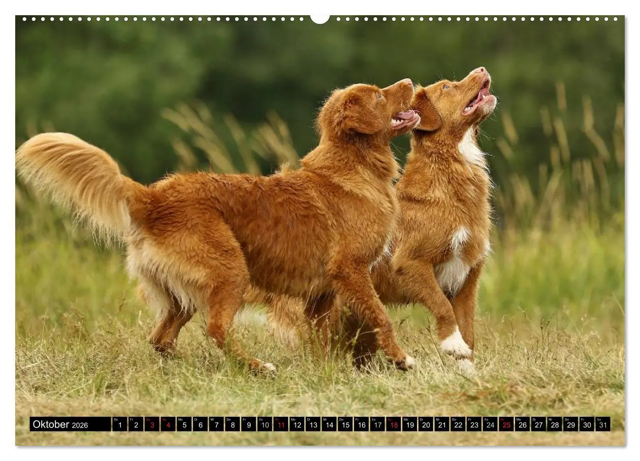 Bild: 9783516027051 | Nova Scotia Duck Tolling Retriever (Wandkalender 2026 DIN A2 quer),...