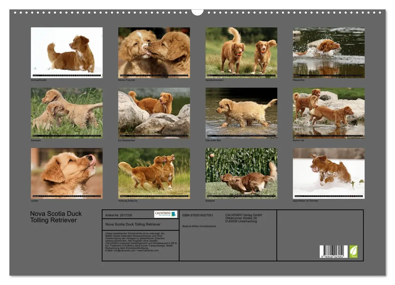 Bild: 9783516027051 | Nova Scotia Duck Tolling Retriever (Wandkalender 2026 DIN A2 quer),...