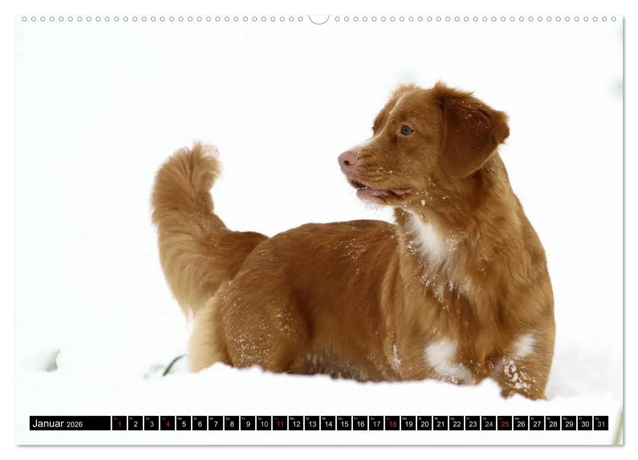 Bild: 9783516027051 | Nova Scotia Duck Tolling Retriever (Wandkalender 2026 DIN A2 quer),...