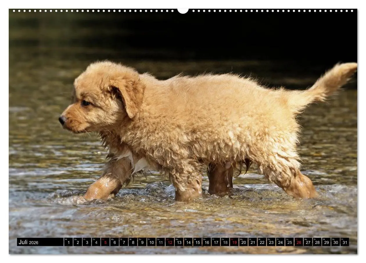 Bild: 9783516027051 | Nova Scotia Duck Tolling Retriever (Wandkalender 2026 DIN A2 quer),...