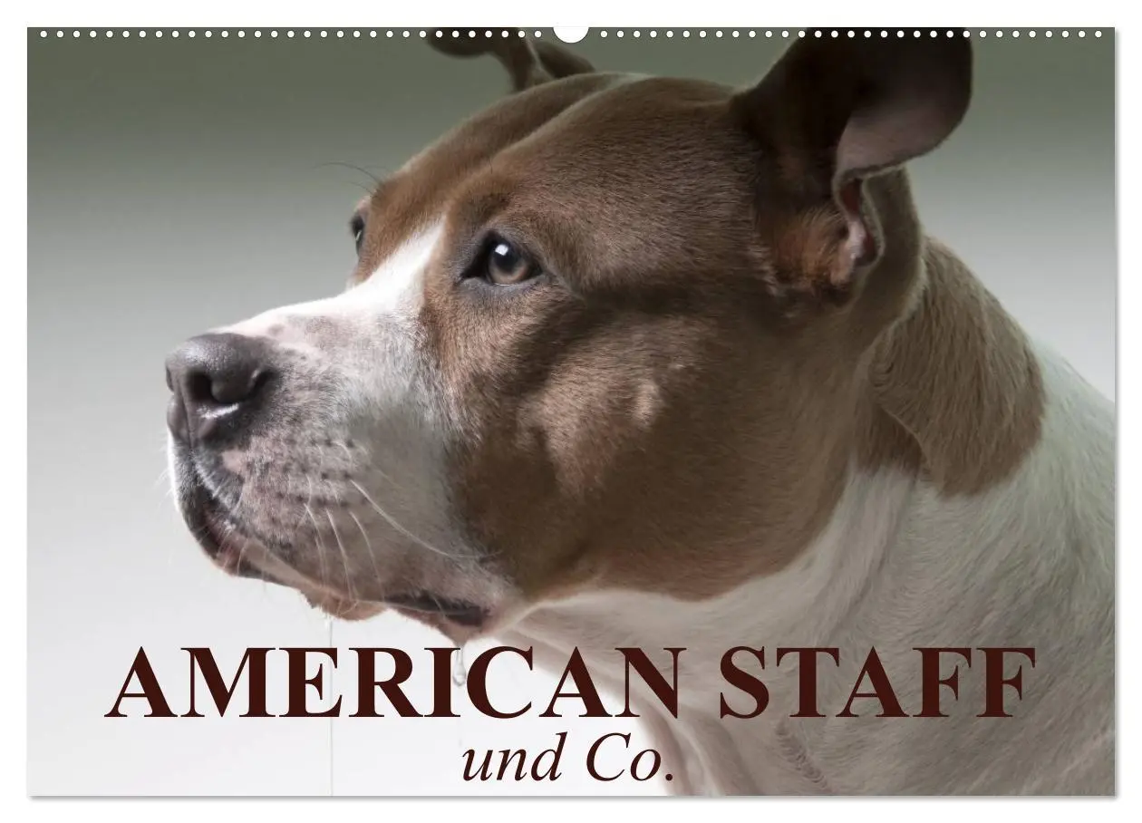 Cover: 9783516097351 | American Staff und Co. (Wandkalender 2026 DIN A2 quer), CALVENDO...