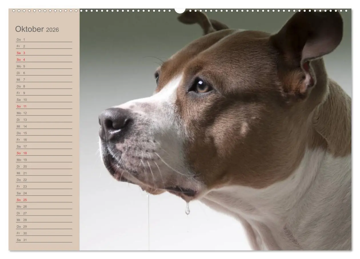 Bild: 9783516097351 | American Staff und Co. (Wandkalender 2026 DIN A2 quer), CALVENDO...