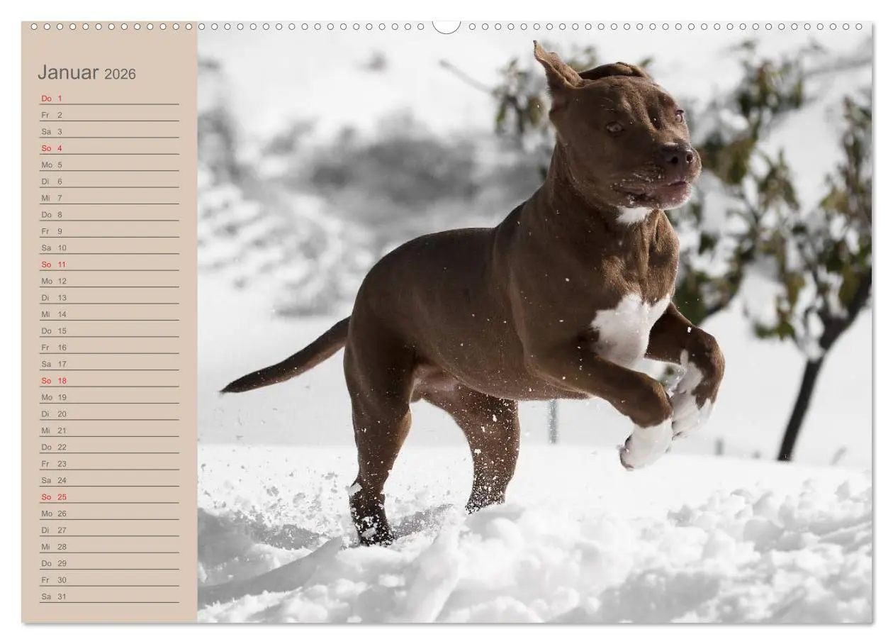 Bild: 9783516097351 | American Staff und Co. (Wandkalender 2026 DIN A2 quer), CALVENDO...