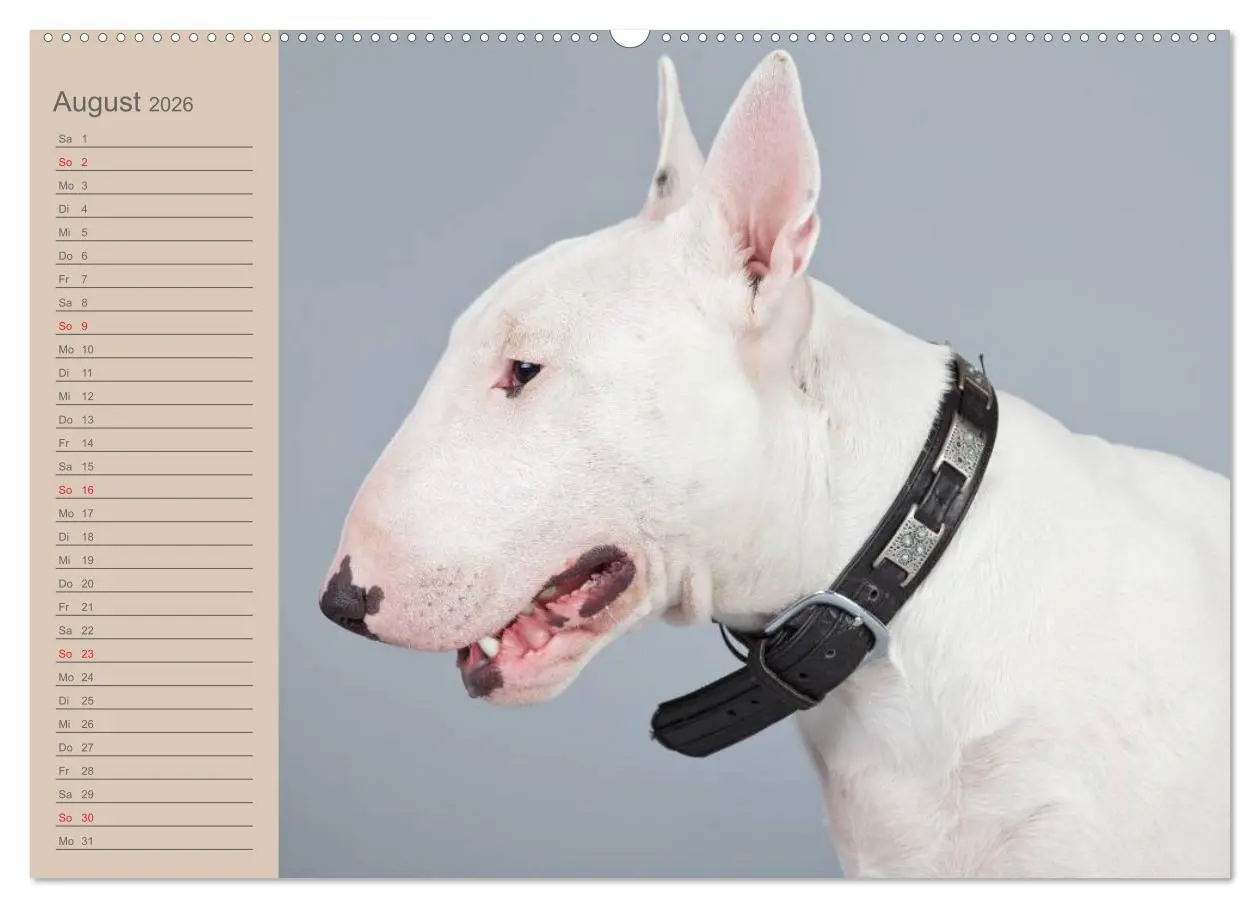 Bild: 9783516097351 | American Staff und Co. (Wandkalender 2026 DIN A2 quer), CALVENDO...
