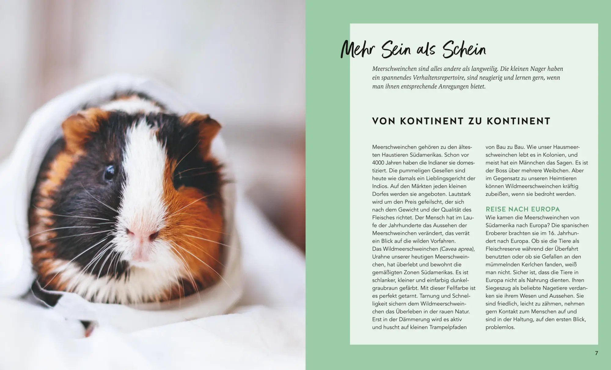 Bild: 9783833897351 | Meerschweinchen | So fühlen sie sich rundum wohl | Immanuel Birmelin