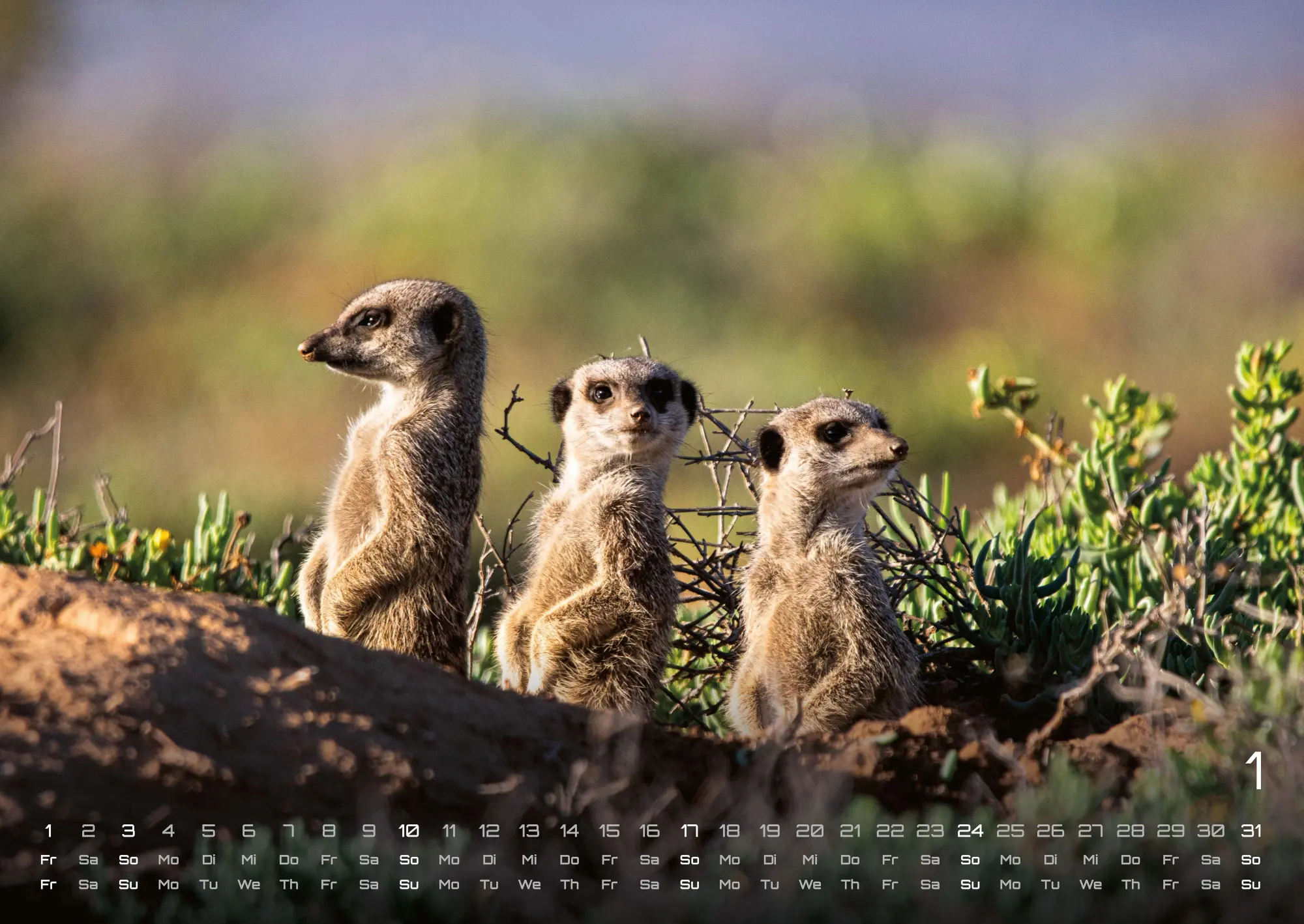 Bild: 9783986737351 | Erdmännchen - Kleine Wächter, große Abenteuer! - 2027 - Kalender...