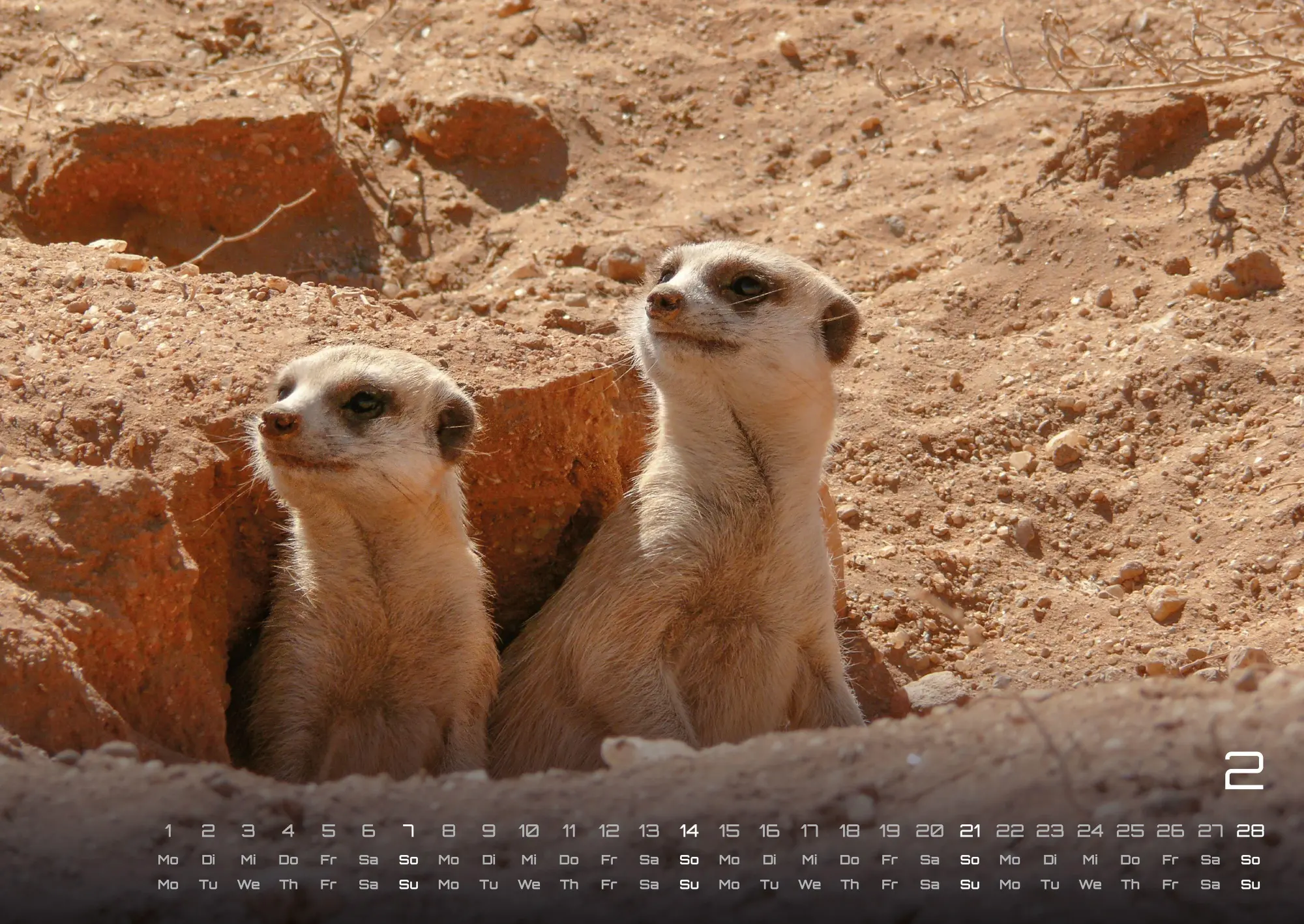 Bild: 9783986737351 | Erdmännchen - Kleine Wächter, große Abenteuer! - 2027 - Kalender...
