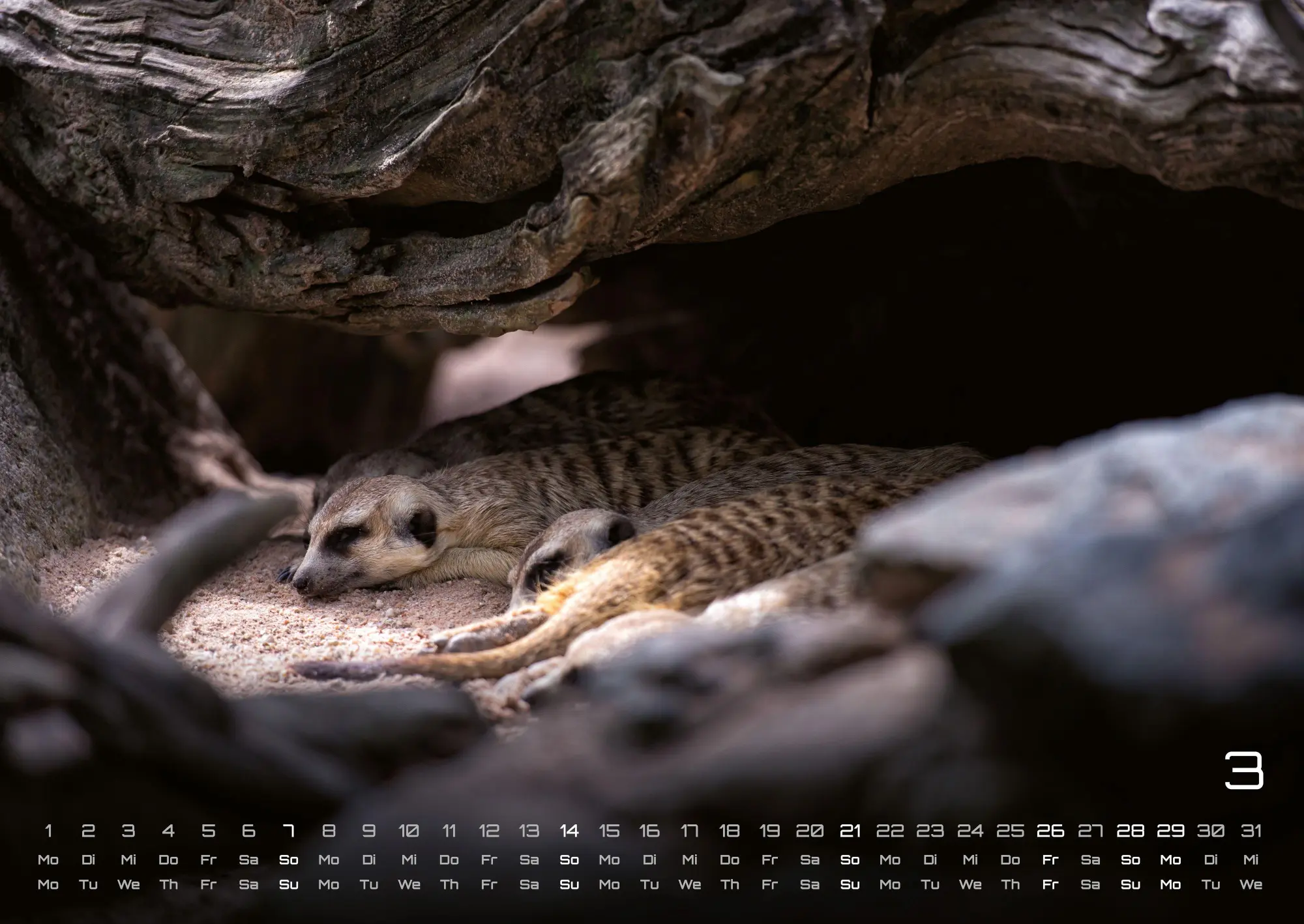 Bild: 9783986737351 | Erdmännchen - Kleine Wächter, große Abenteuer! - 2027 - Kalender...