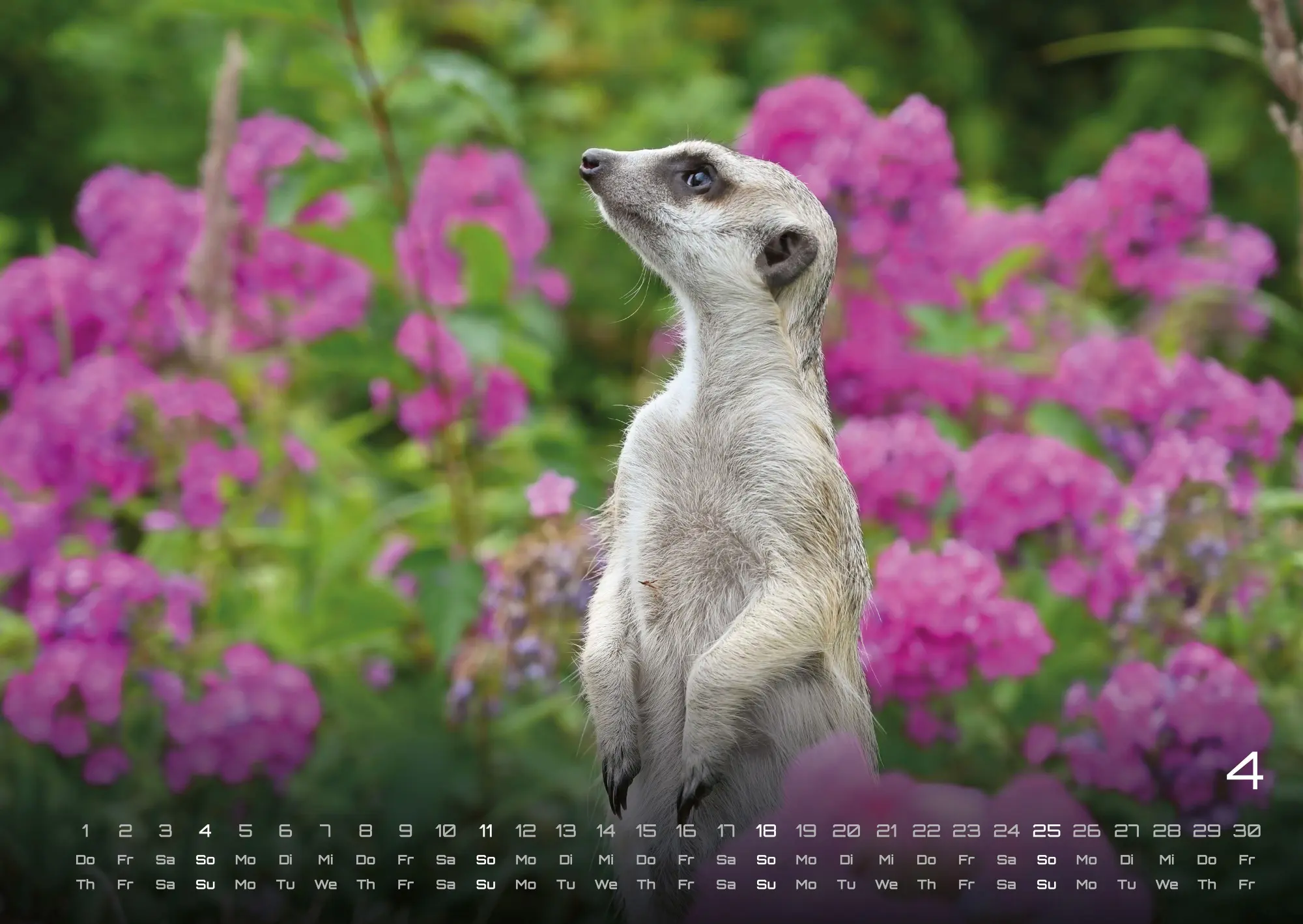 Bild: 9783986737351 | Erdmännchen - Kleine Wächter, große Abenteuer! - 2027 - Kalender...