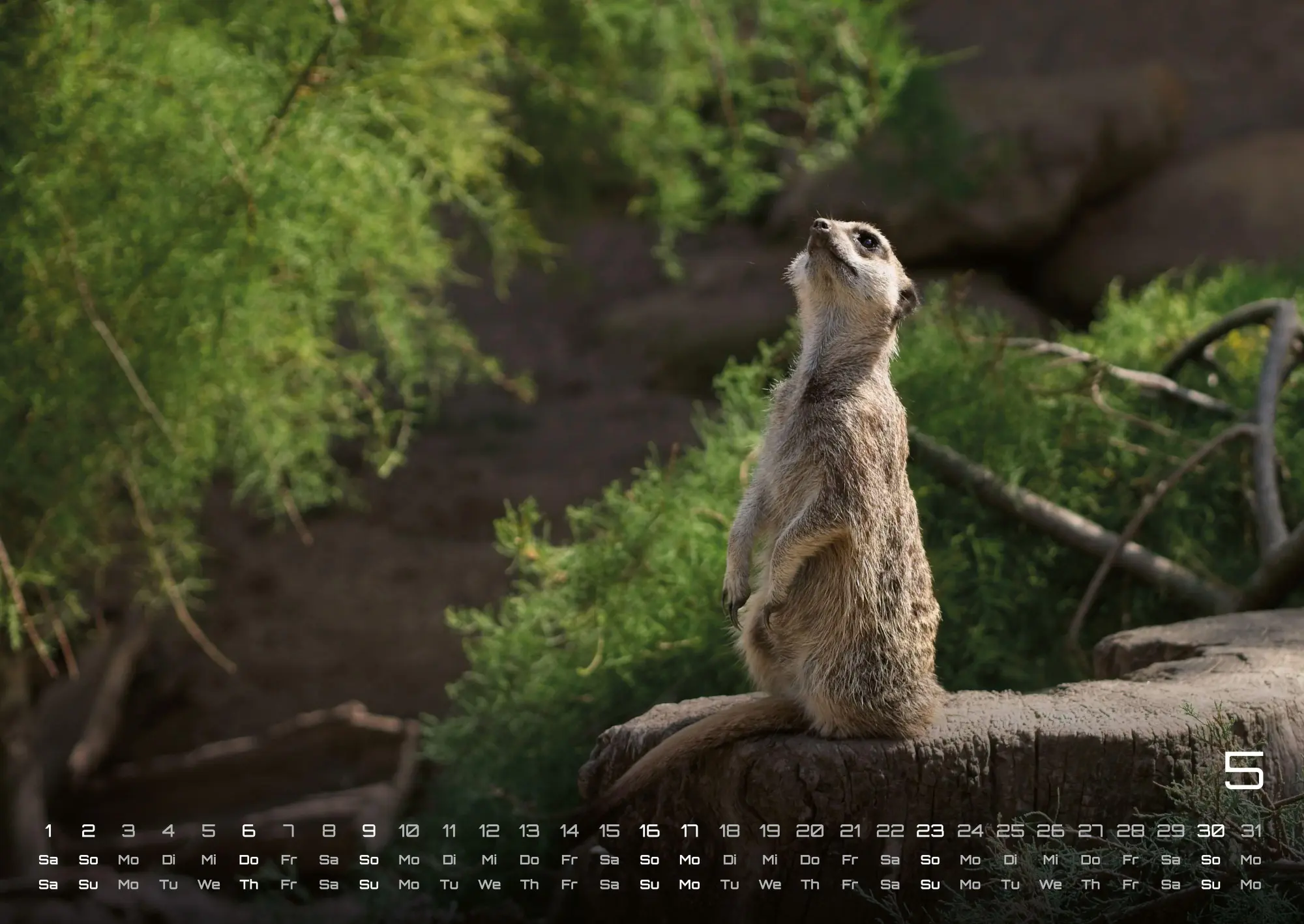 Bild: 9783986737351 | Erdmännchen - Kleine Wächter, große Abenteuer! - 2027 - Kalender...