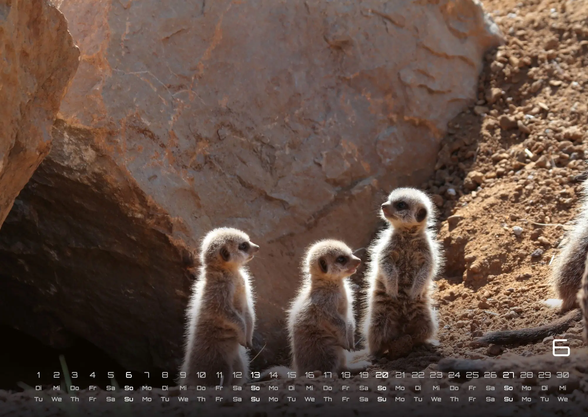 Bild: 9783986737351 | Erdmännchen - Kleine Wächter, große Abenteuer! - 2027 - Kalender...