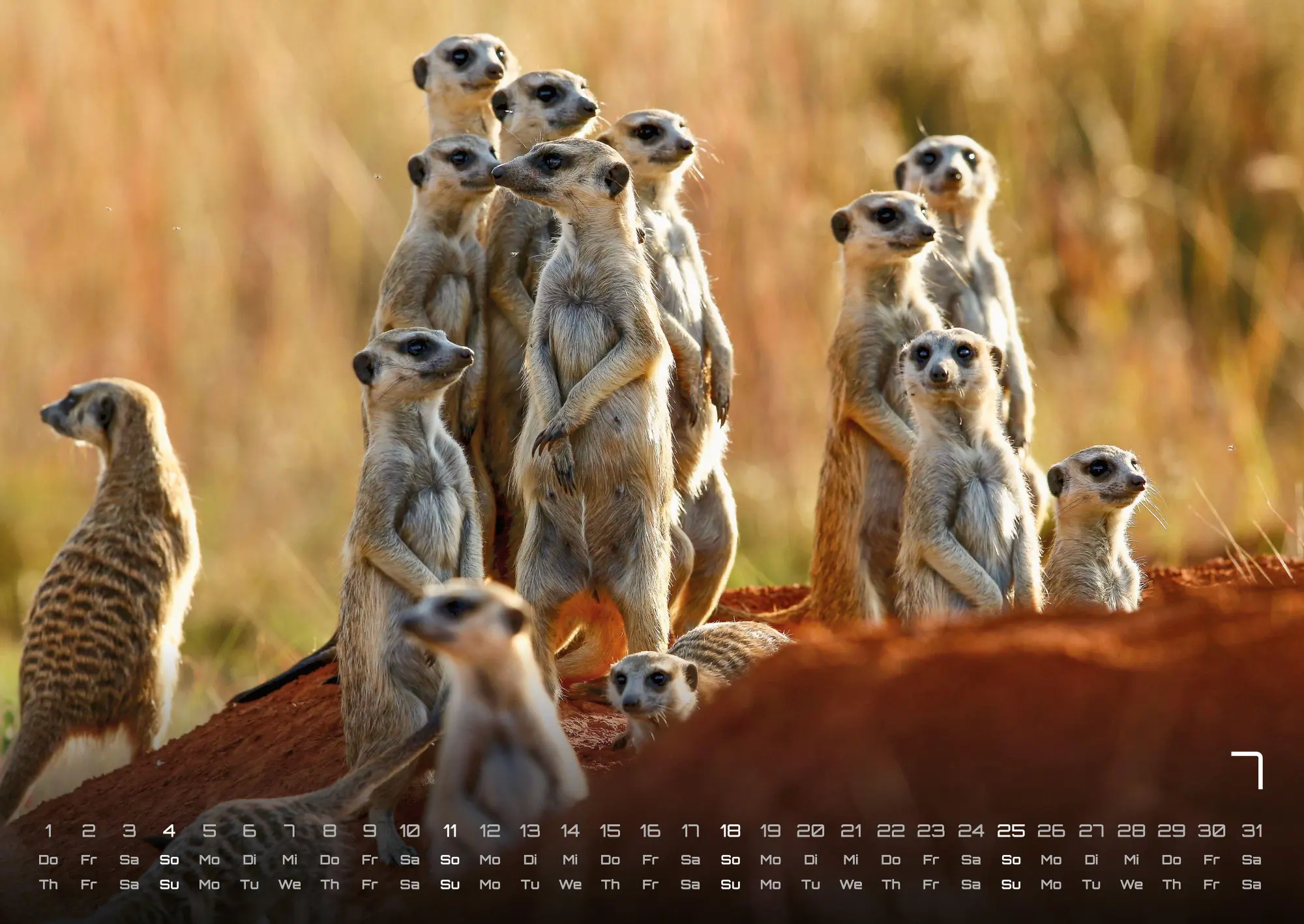 Bild: 9783986737351 | Erdmännchen - Kleine Wächter, große Abenteuer! - 2027 - Kalender...