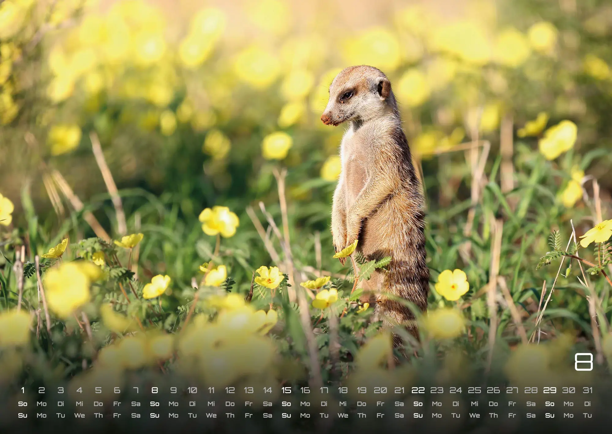 Bild: 9783986737351 | Erdmännchen - Kleine Wächter, große Abenteuer! - 2027 - Kalender...