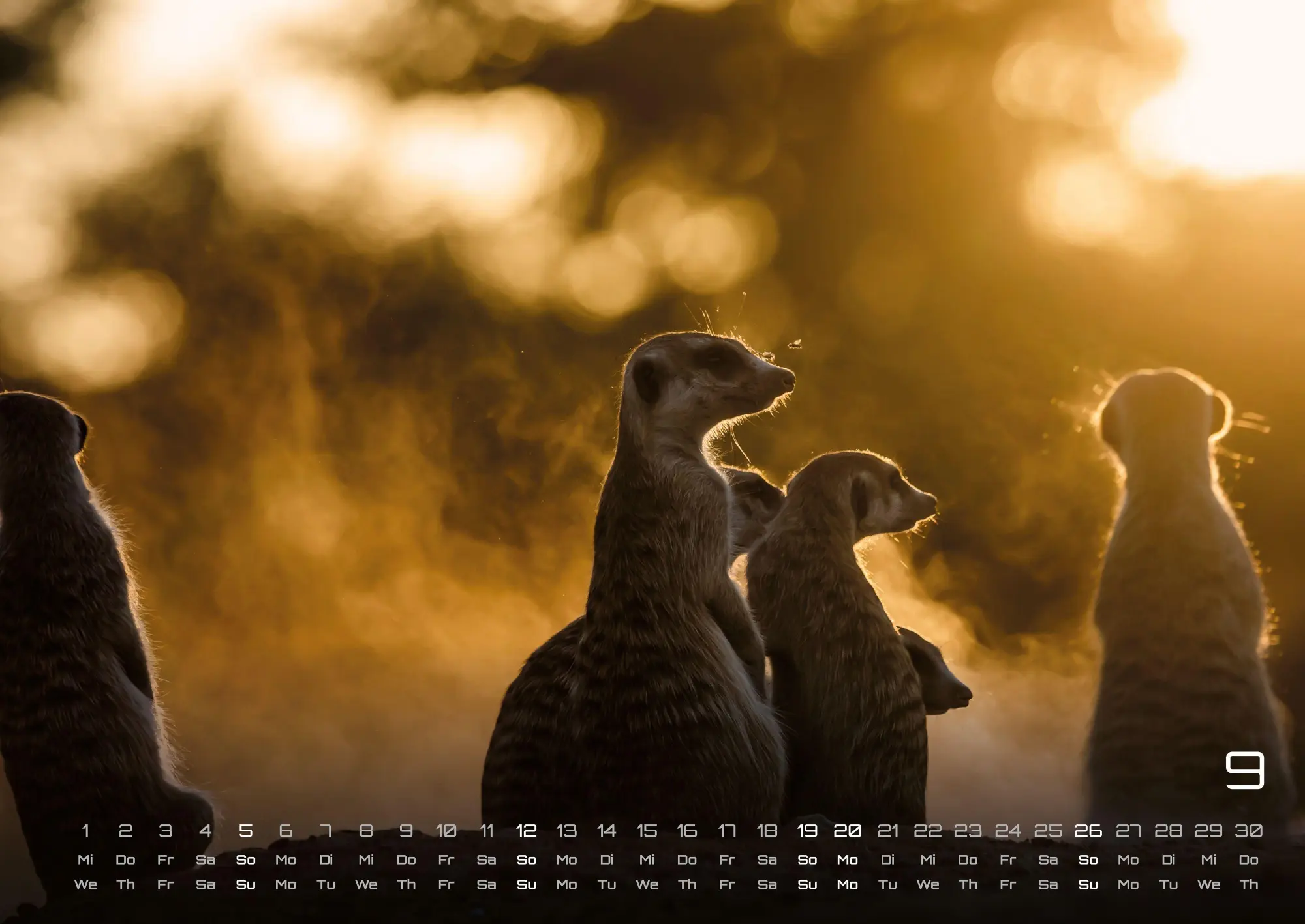 Bild: 9783986737351 | Erdmännchen - Kleine Wächter, große Abenteuer! - 2027 - Kalender...
