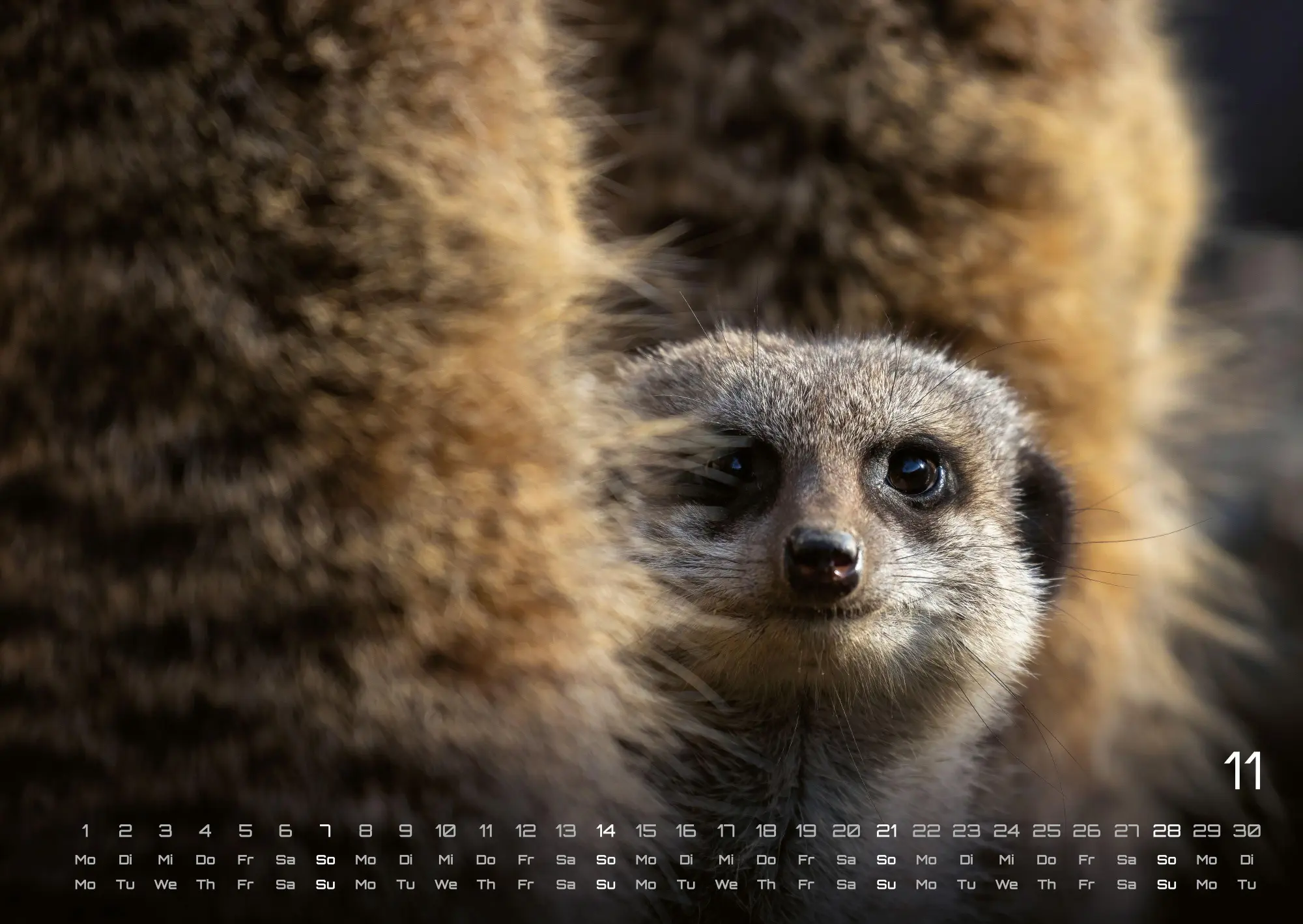 Bild: 9783986737351 | Erdmännchen - Kleine Wächter, große Abenteuer! - 2027 - Kalender...