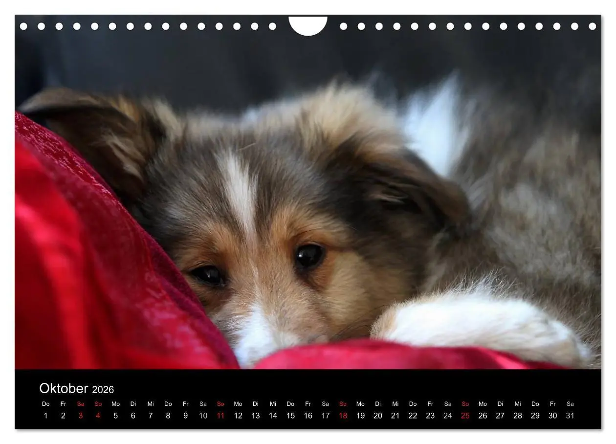 Bild: 9783516157451 | Shelties 2026 (Wandkalender 2026 DIN A4 quer), CALVENDO Monatskalender
