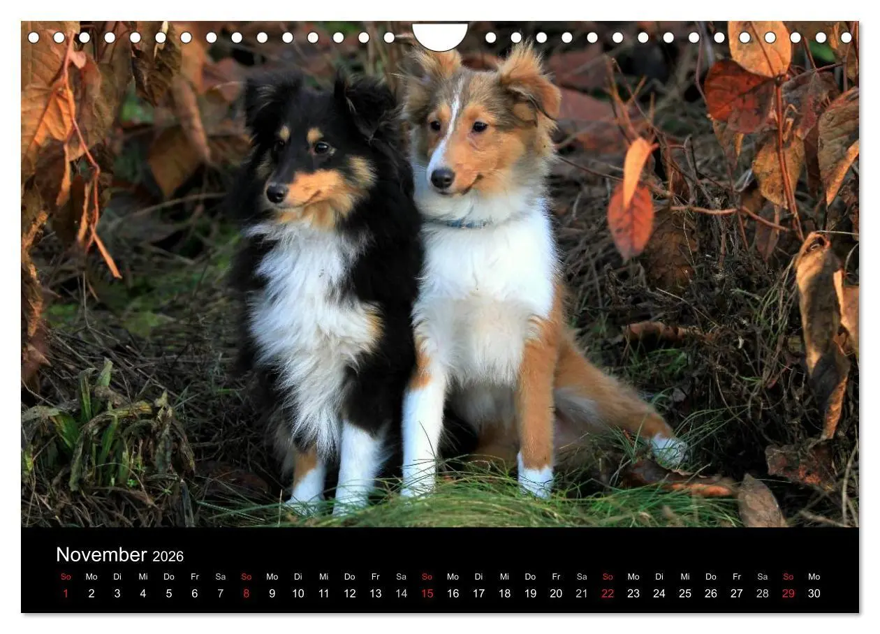 Bild: 9783516157451 | Shelties 2026 (Wandkalender 2026 DIN A4 quer), CALVENDO Monatskalender
